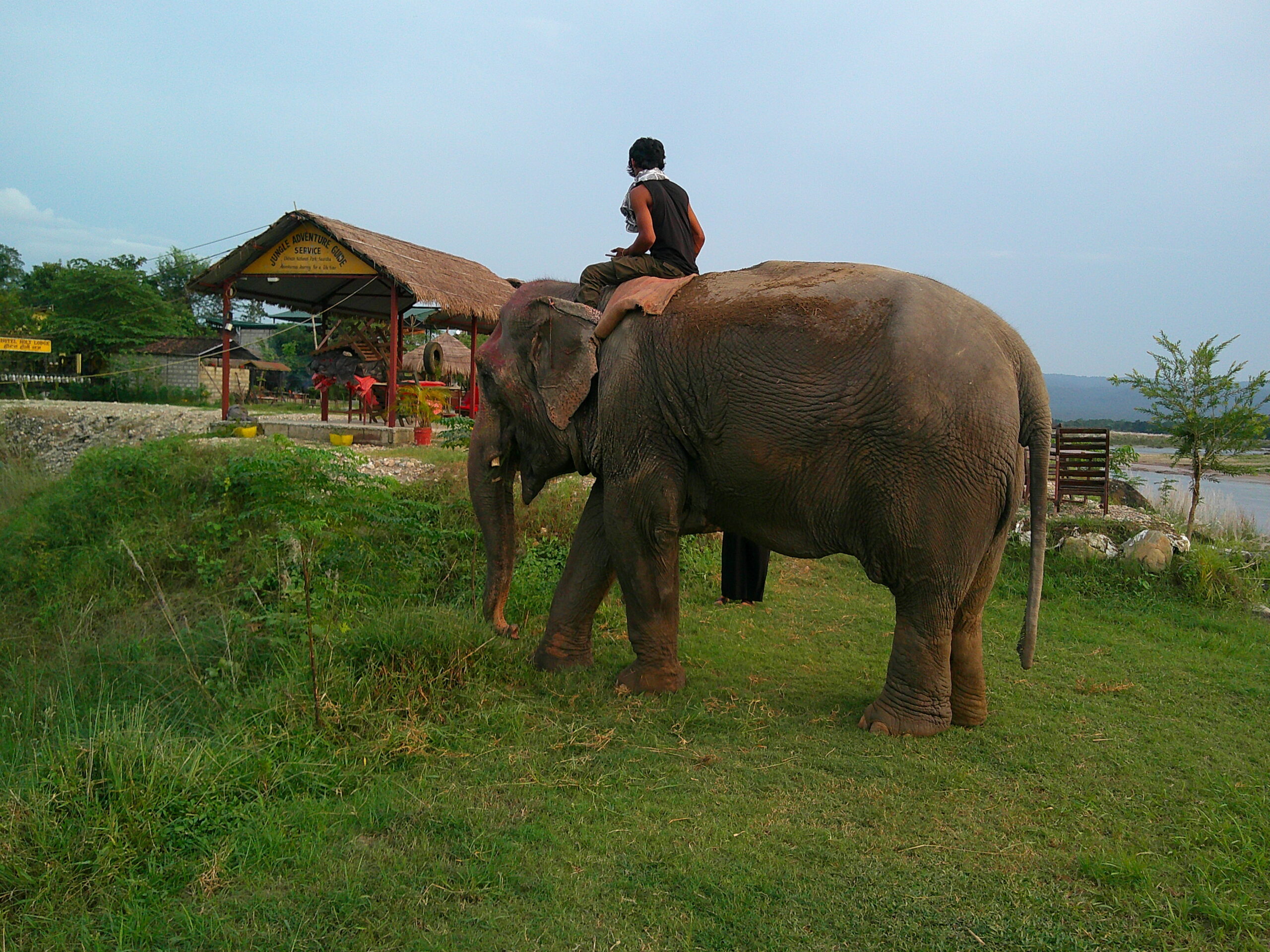 Jungle Safari with USA Guest 